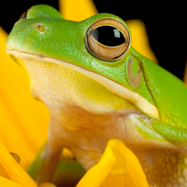 Tree Frog On A Flower